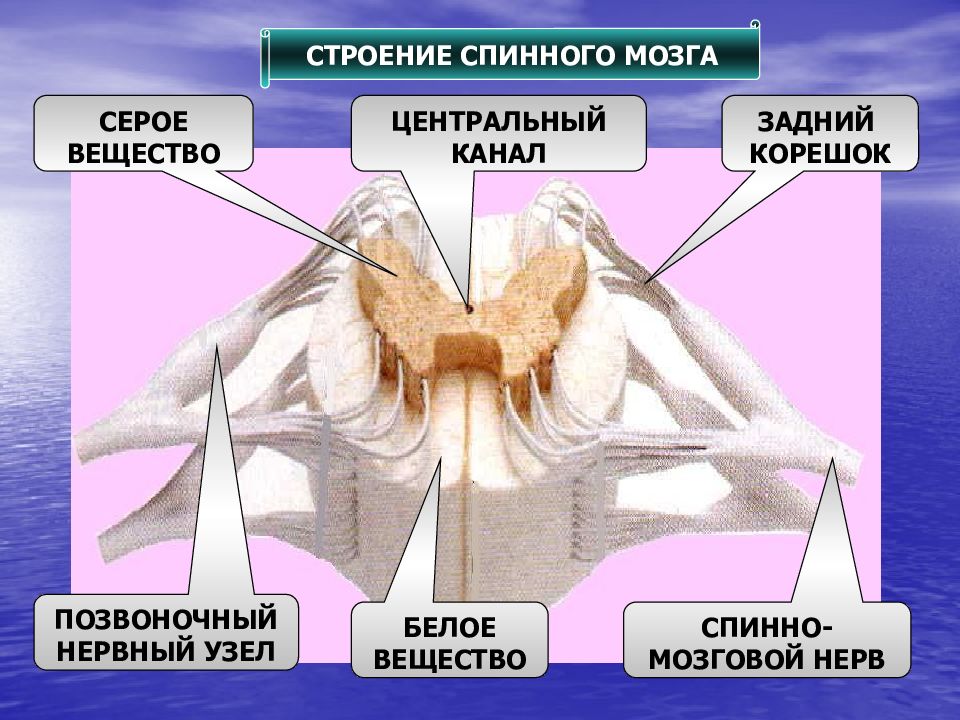 Белое вещество головного и спинного мозга образуют. Центральный канал спинного мозга функции. Центральный канал спинной мозг анатомия. Строение белого спинного мозга. Структуры серого вещества спинного мозга.