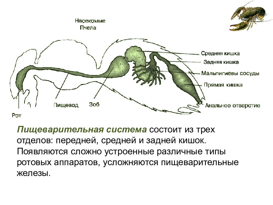 Членистоногие пищеварительная система. Пищеварительная система членистоногих схема. Пищеварительная система членистоногих 7 класс. Пищеварительная система ракообразных схема.