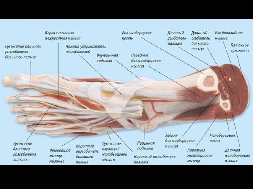 Кость мышца сустав. Стопа анатомия связки и сухожилия. Стопа строение мышцы связки сухожилия. Анатомия стопы человека сухожилия. Анатомия стопы мышцы связки сухожилия.