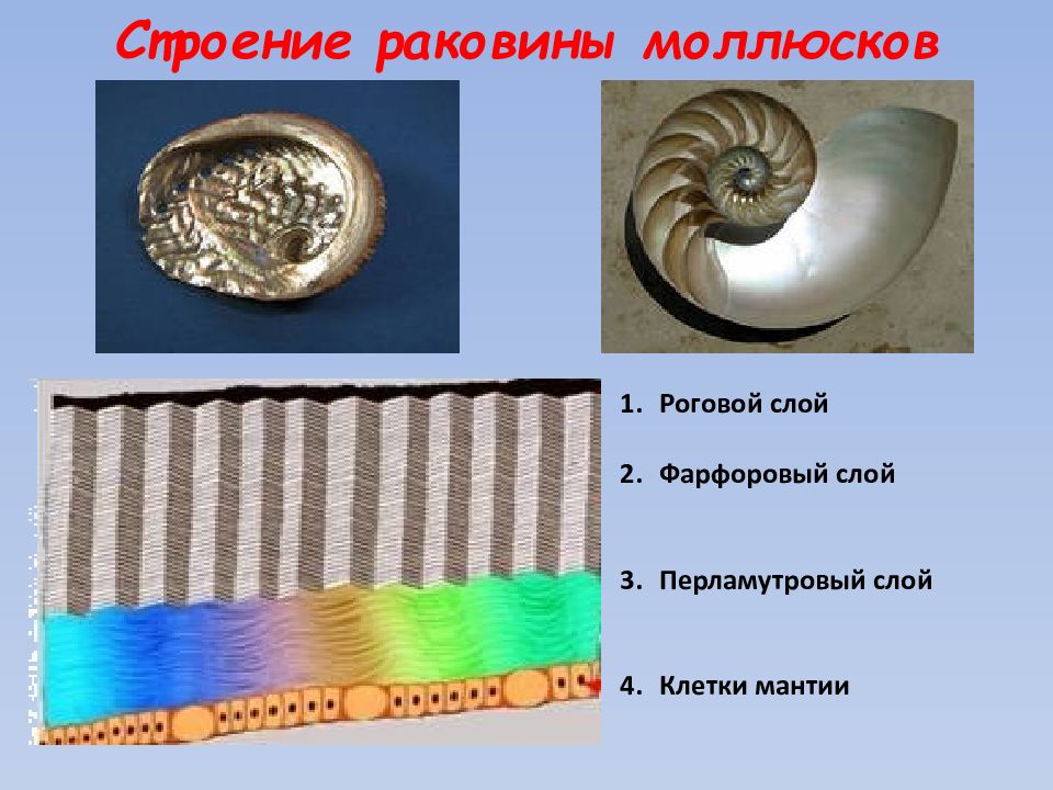 Строение раковины моллюсков. Строение раковины брюхоногих моллюсков слои. Тип моллюски строение раковины. Раковина моллюсков состоит из 3 слоев. Строение раковины моллюсков 3 слоя.