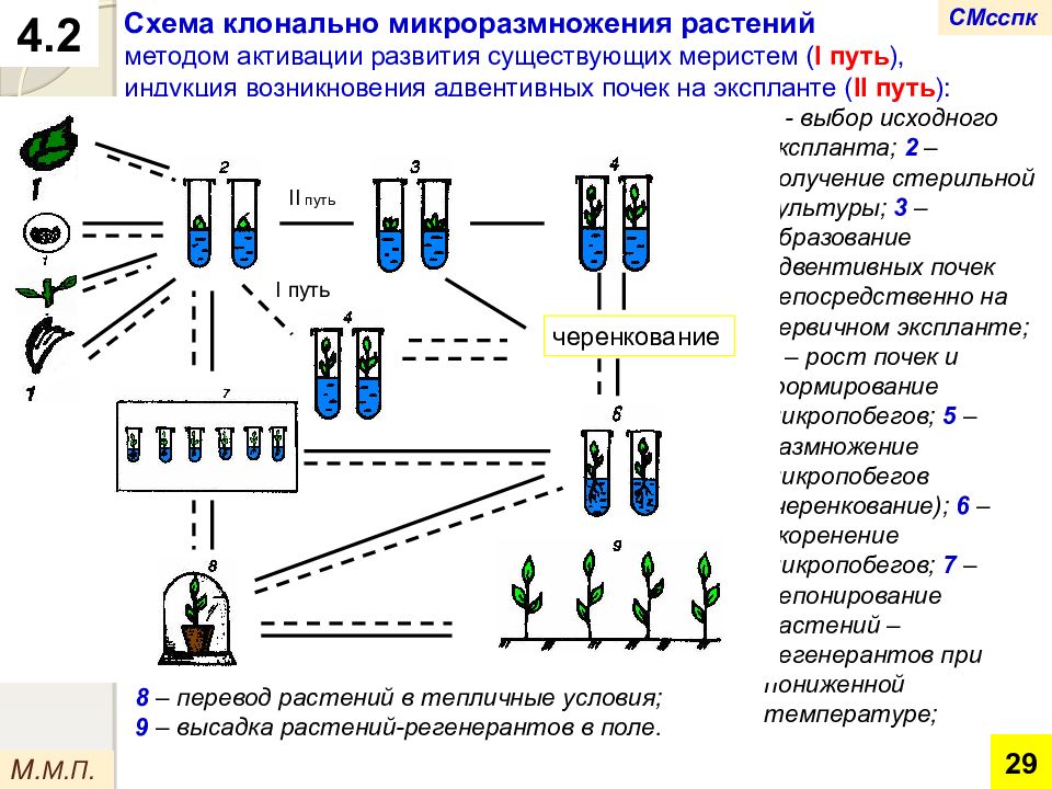 Презентация клональное микроразмножение растений