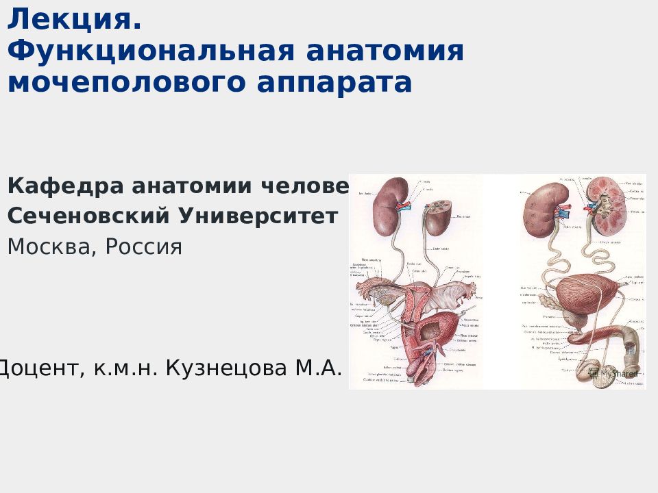 Лекции по анатомии. Мочеполовой аппарат анатомия. Мочевыделительный аппарат анатомия. Анатомия лекции. Лекция по.