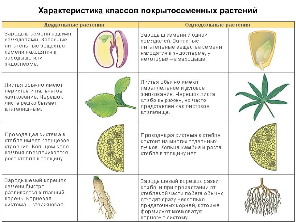 Двудольные растения схема