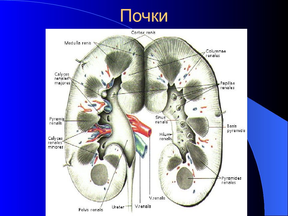 Строение почечной пирамиды. Строение почки. Почка анатомия латынь. Строение почки на латыни. Пирамидки в почках.