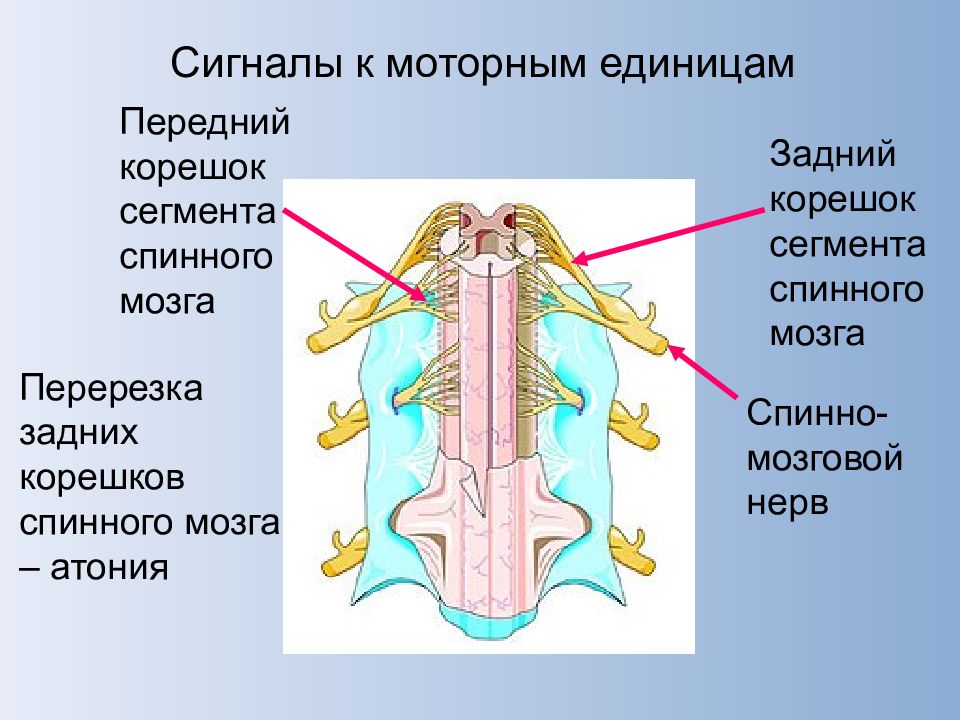 Задние корешки мозга. Перерезка Корешков спинного мозга. Передний и задний корешки спинного мозга. Задние корешки спинного мозга. Перерезка задних Корешков спинного мозга.