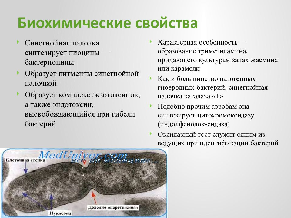 Синегнойная палочка презентация