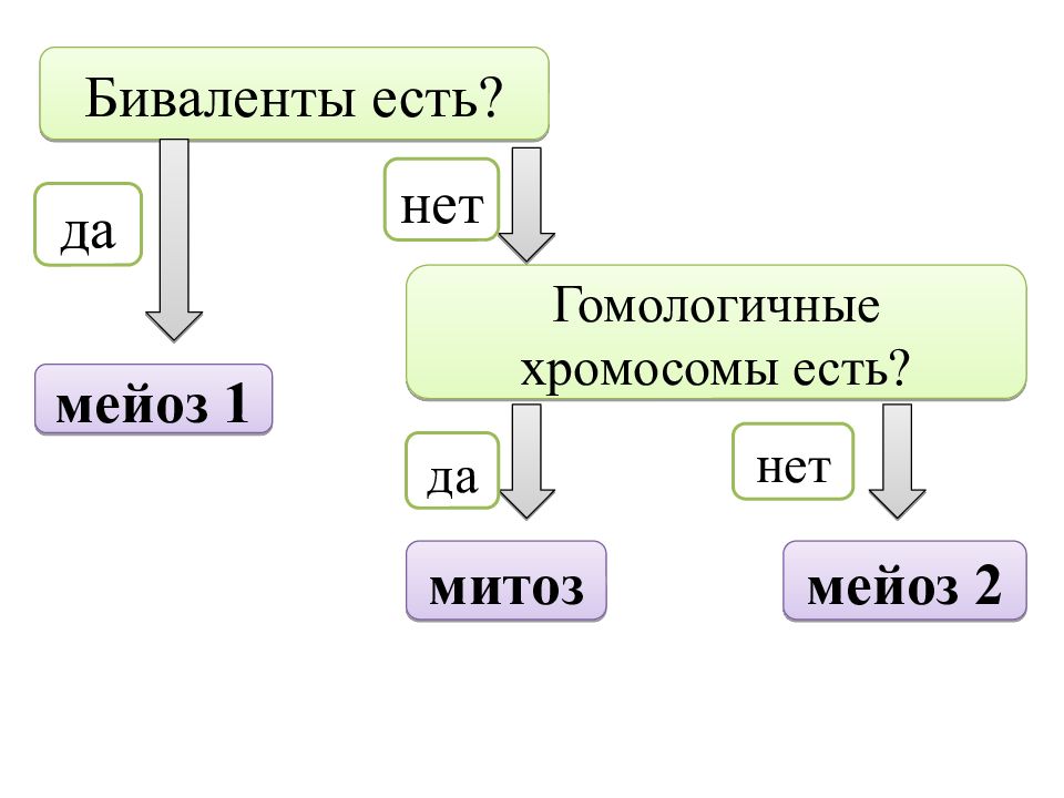 Соматических клеток пшеницы равен 28. Образование бивалентов мейоз. Биваленты при мейозе. Бивалент. Когда образуются биваленты в мейозе.