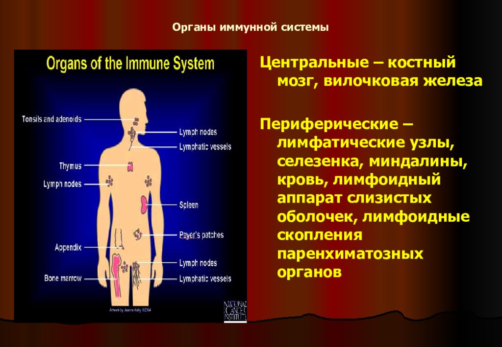 К периферическим иммунным органам относятся. Селезенка Центральный орган иммунной системы. Строение и функции центральных органов иммунной системы. К периферическим органам иммунной систему относят кровь. Назовите периферические органы иммунной системы.