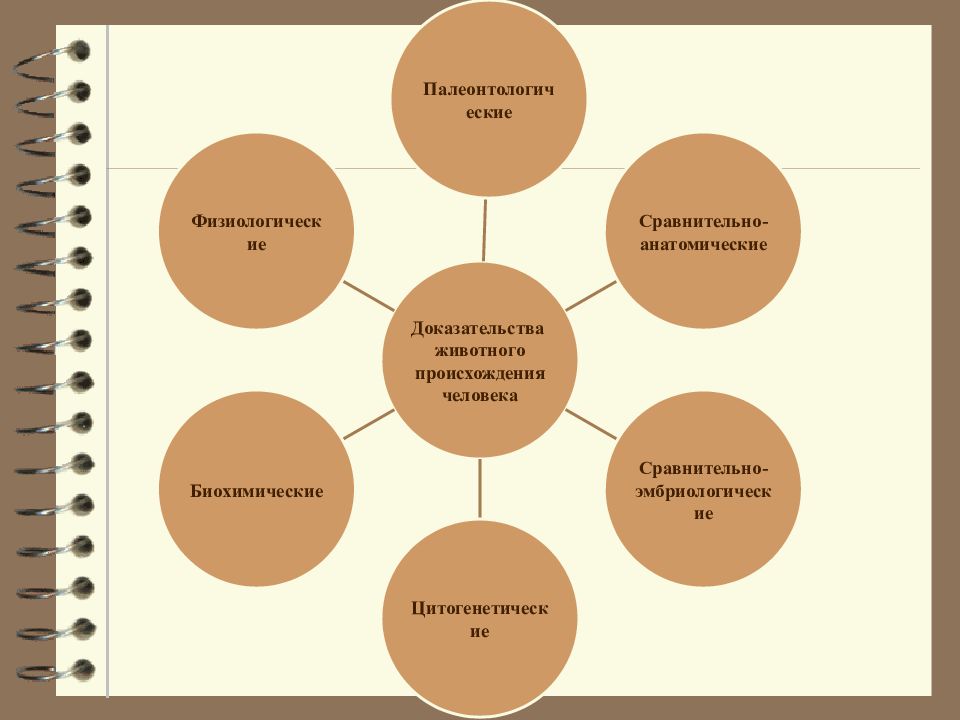 Положение человека в системе животного мира презентация 11 класс биология