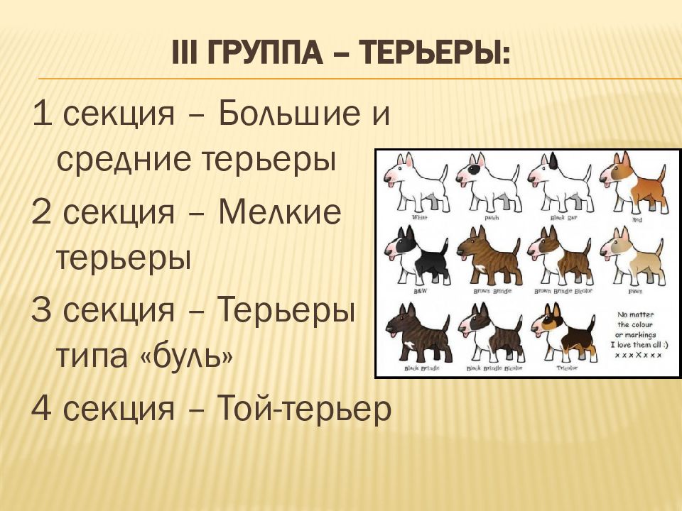 6 3 групп. Классификация терьеров. Группа терьеров. Терьер группа собак. 3 Группа терьеры.