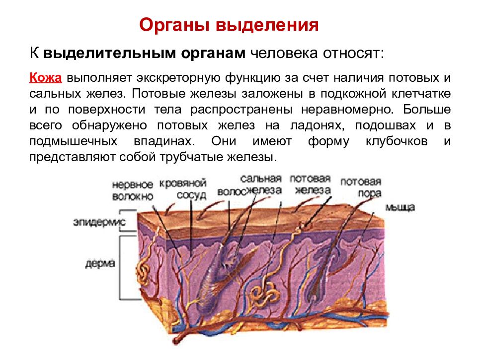 Физиология выделения презентация