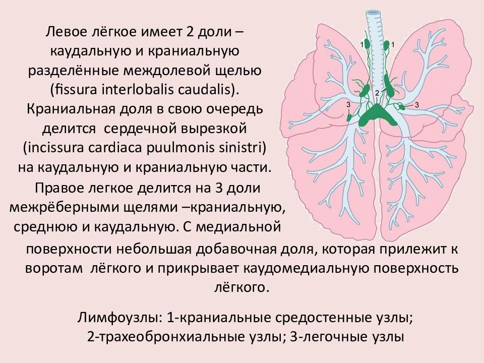 Первое легкое имеет