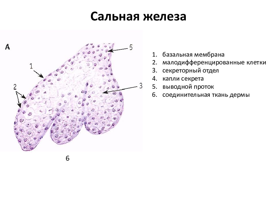 Сальная железа