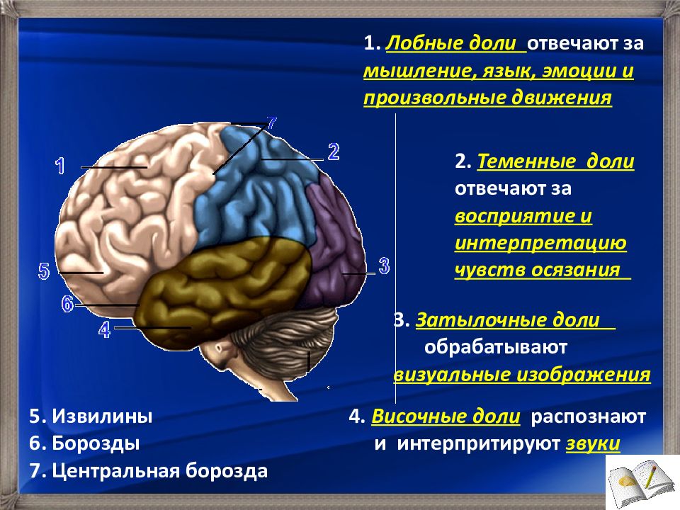 Перечислите доли головного мозга. Поражение лобной доли головного мозга. Лобные доли мозга эмоции.