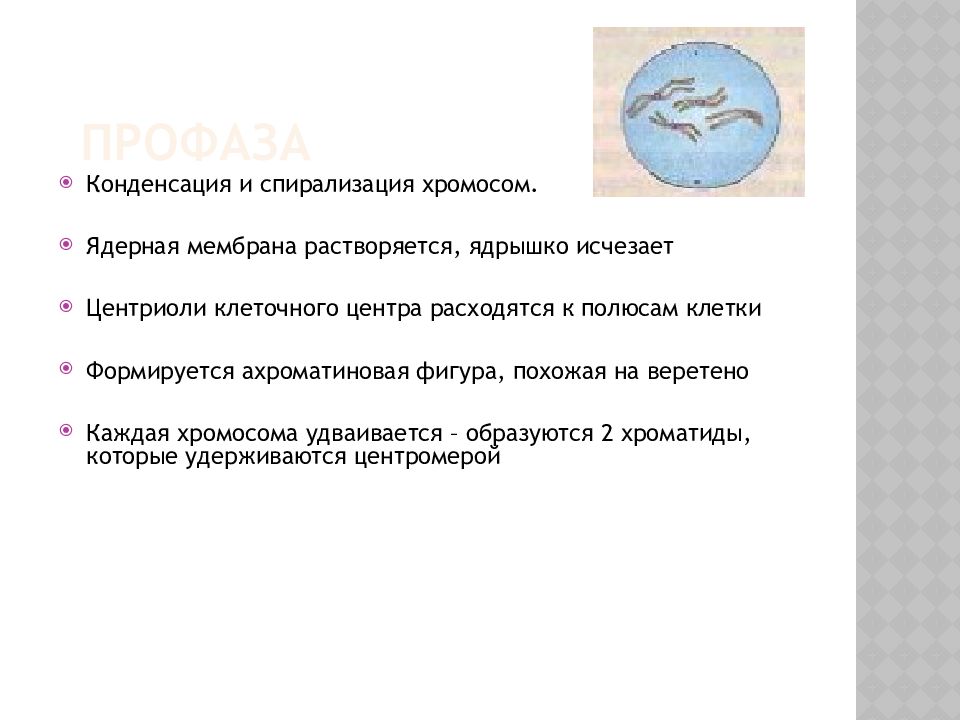 Спирализация хромосом происходит в фазе. Спирализация хромосом. Спирализация и конденсация хромосом. Профаза спирализация хромосом. Спирализация и деспирализация.