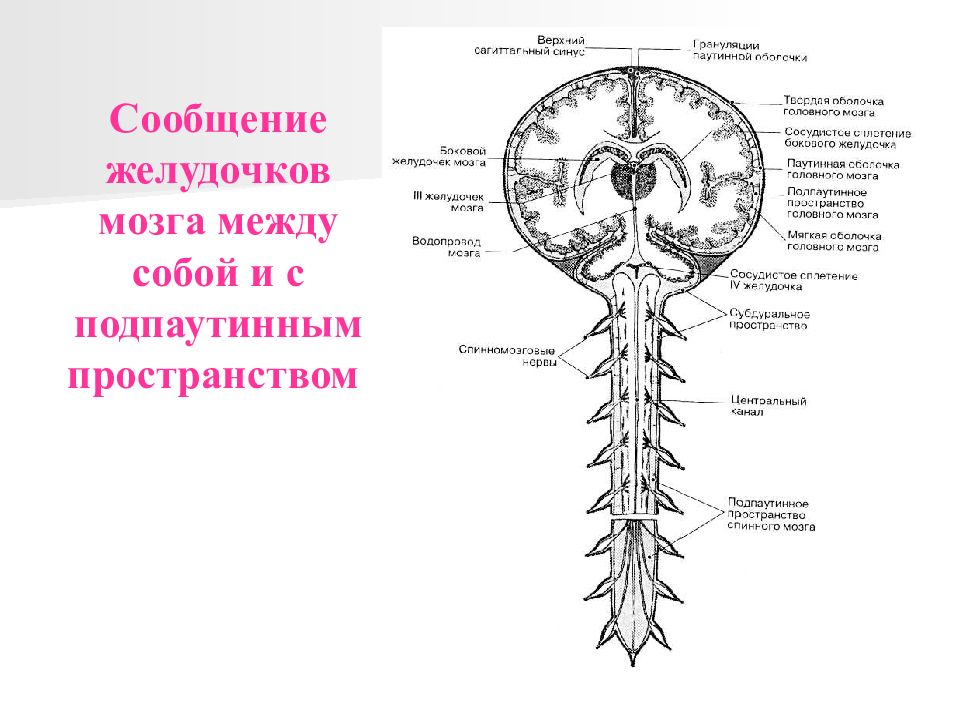 Полости нервной системы. Анатомия ликвор мозга. Желудочки головного мозга ликвор. Желудочки мозга и движение ликвора. Ликвор в желудочках мозга.