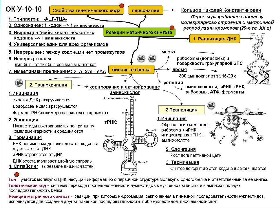 Транскрипция и трансляция схема