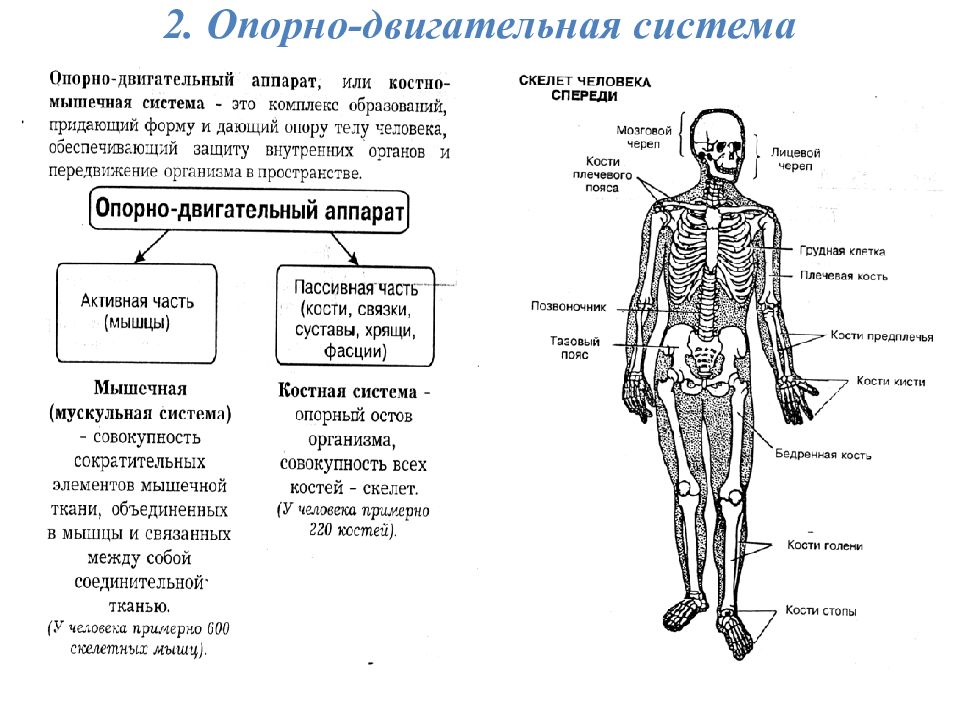 Презентация анатомия егэ по биологии