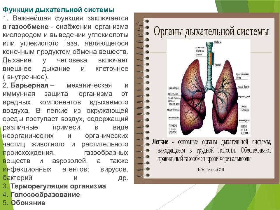 Дыхательная система человека презентация егэ