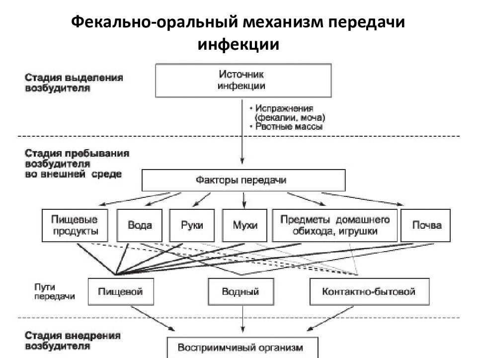 Механизм передачи возбудителя инфекции схема