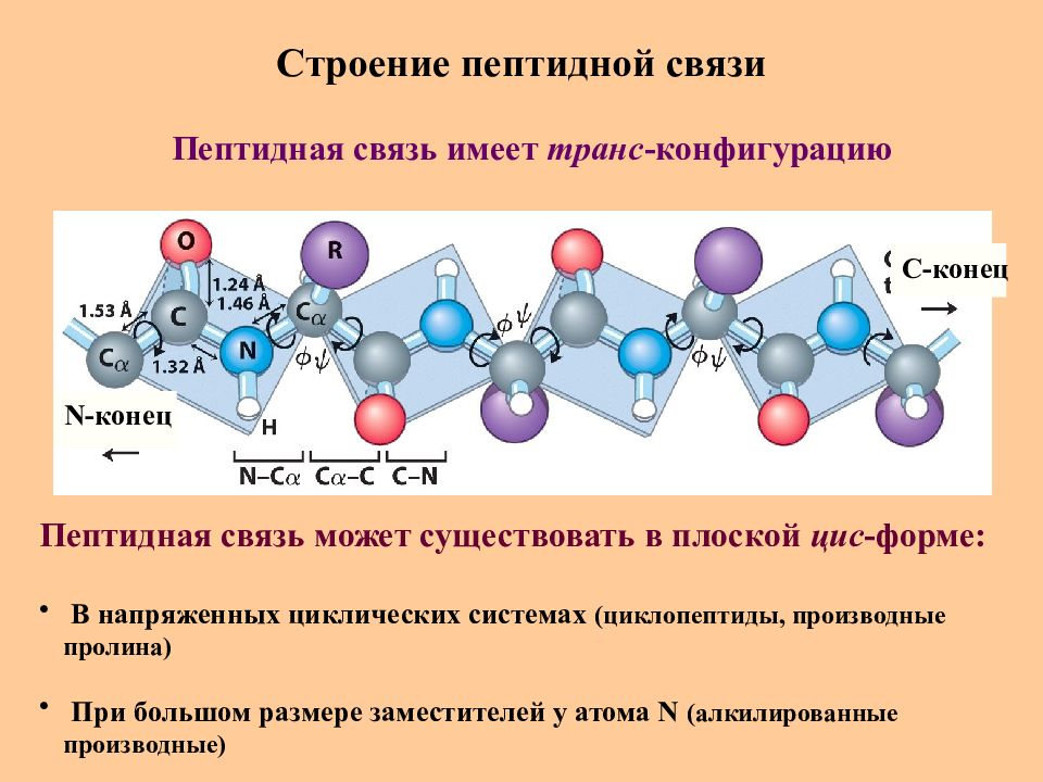 Белки и пептиды презентация