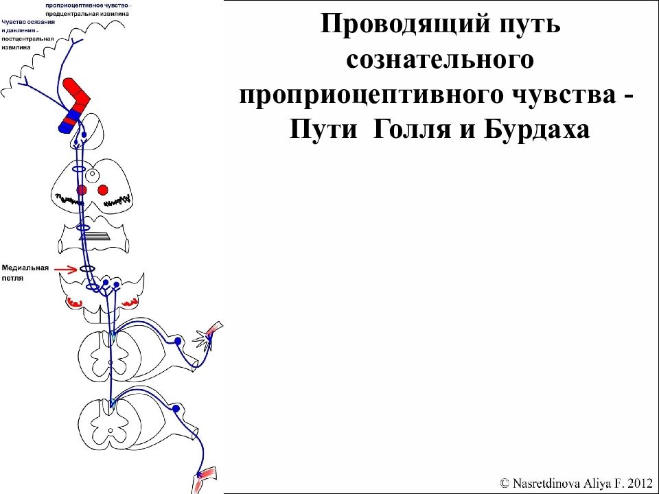 Отметить путь. Путь Голля и Бурдаха. Схема проводящих путей Голля и Бурдаха. Путь Голля и Бурдаха схема. Медиальная петля пути Голля и Бурдаха.