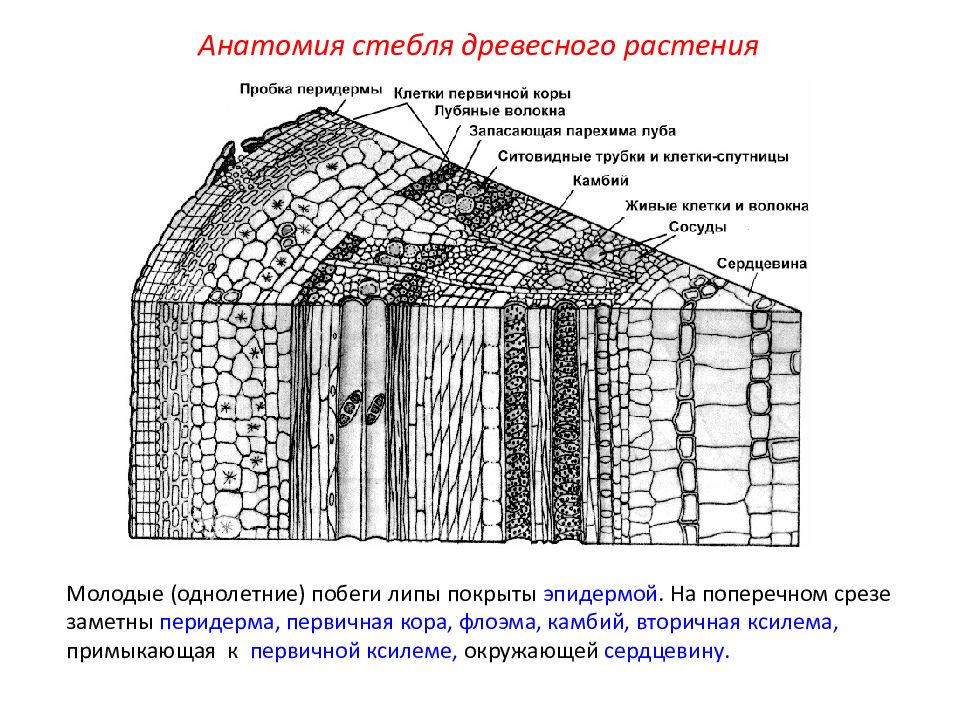 Рассмотри изображение поперечного сечения стебля растения и дополни текст