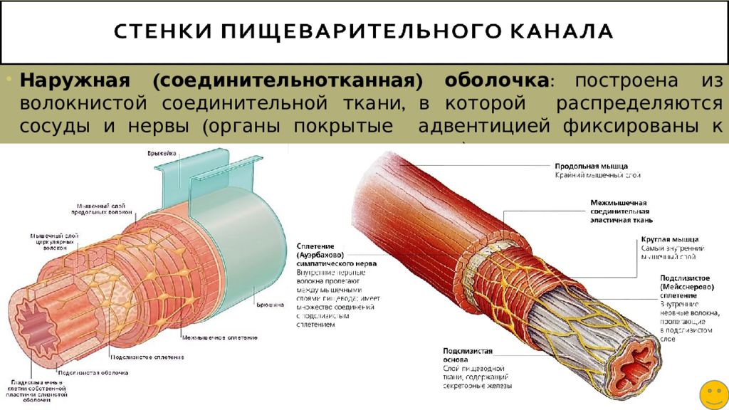 Строение мышечного волокна сарколемма. Сарколемма и саркоплазма. Строение мышечных волокон сарколемма саркоплазма. Миофибриллы и миофиламенты.