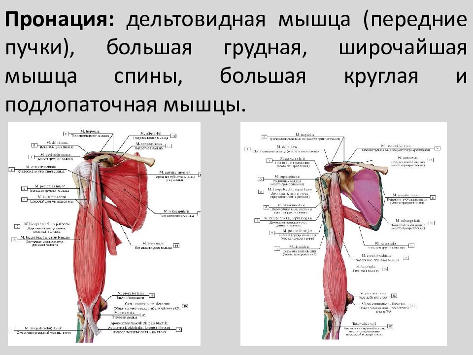 Дельтовидная плечевая мышца. Мышцы сгибатели плечевого сустава. Мышцы плеча передняя группа сгибатели. Мышцы сгибающие плечо в плечевом суставе. Клювовидно-плечевая мышца анатомия.