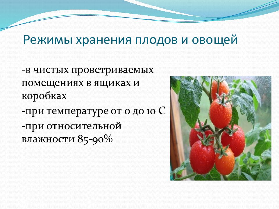 Овощи и влага. Способы хранения плодов и овощей. Условия хранения плодов и овощей. Плоды и овощи условия хранения. Условия хранения свежих плодов и овощей.