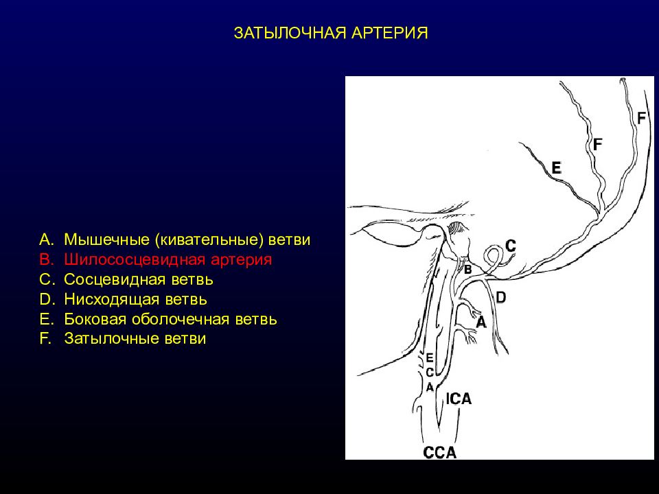 Сонные ветви. Ветви затылочной артерии. Сосцевидная ветвь затылочной артерии. Шило сосцевилнвя артерия. Нисходящая ветвь затылочной артерии.