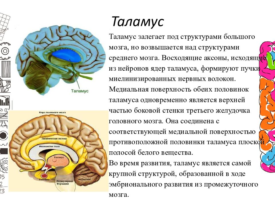 Функции таламуса промежуточного мозга. Промежуточный мозг таламус строение. Таламус в строении и функции головного мозга. Строение таламуса кратко. Зрительный бугор таламус.