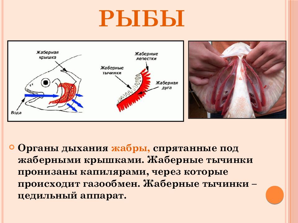 Рак дышит при помощи жабр растворенный в воде кислород проникает через тонкие стенки жабр в