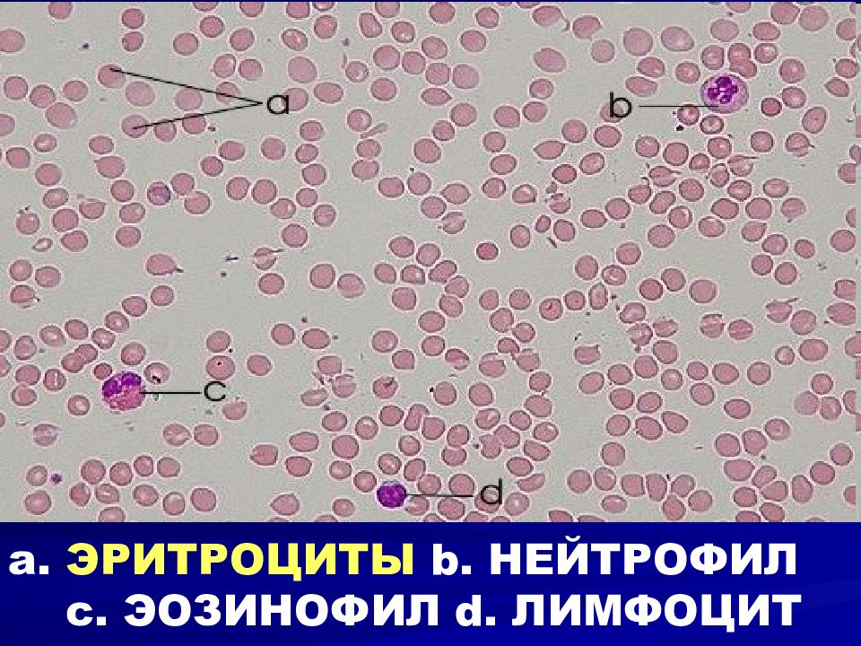 Физиология крови картинки