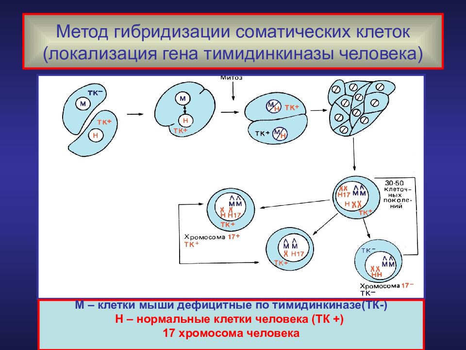 Гибридизация соматических клеток картинки