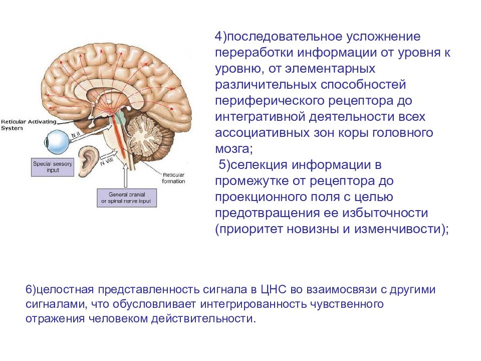 Общий план строения сенсорных систем