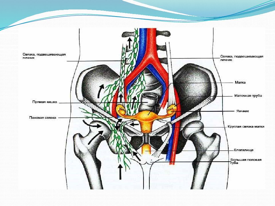 Органы малого таза у женщин. Анатомия малого таза мужчины. Лимфоотток тазобедренного сустава.