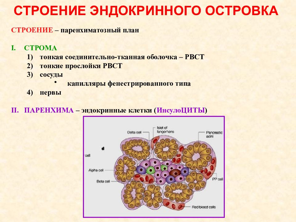 Поджелудочная железа паренхима