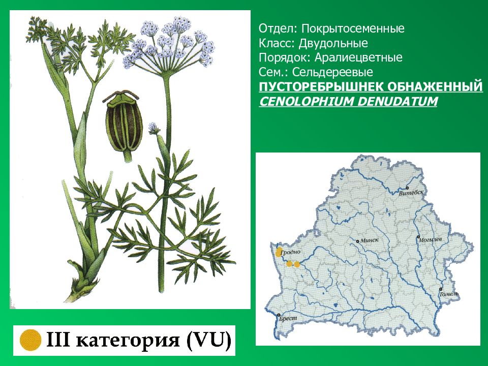 Красная книга рб растения презентация