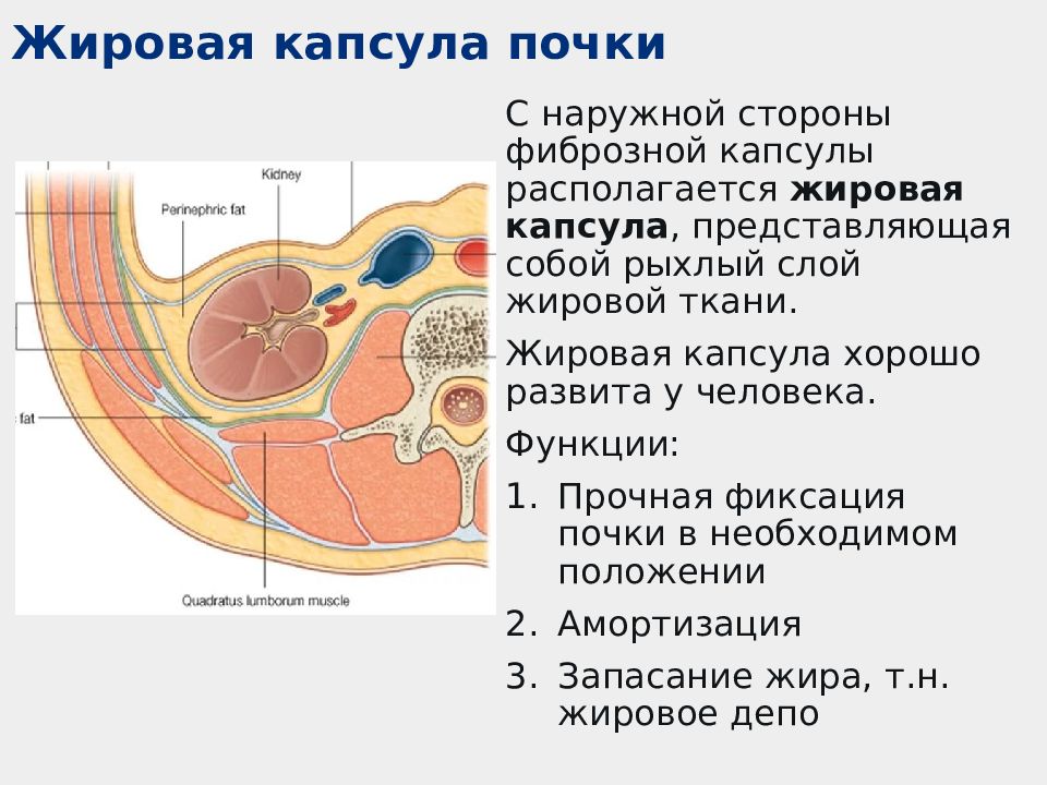 Фиброзная оболочка строение и функции. Фиброзная капсула почки анатомия. Функция жировой капсулы почки. Функции оболочек почки. Почечная капсула функции.