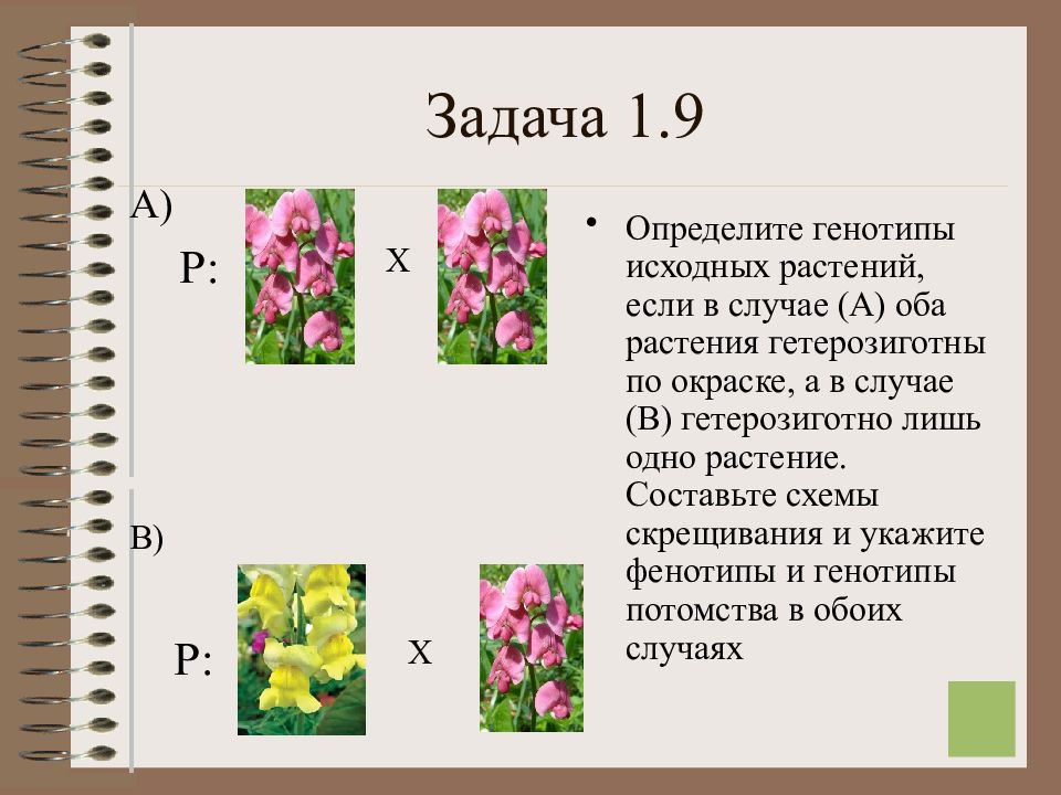 Генотип исходного растения с усиками. Генотипы исходных растений. Растения задания. Генотипы женского растения. Ночная красавица генотип.