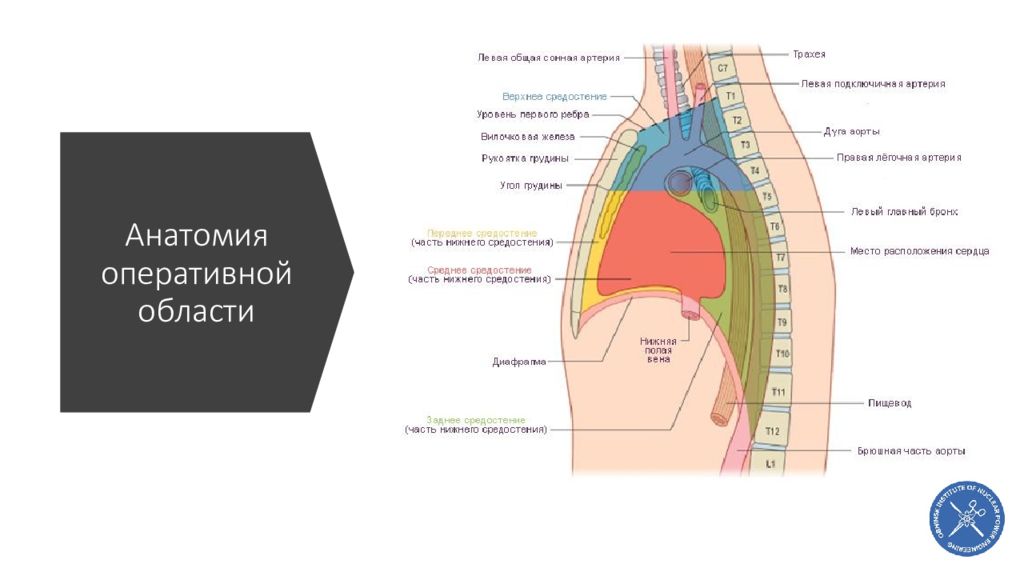 Оперативная анатомия