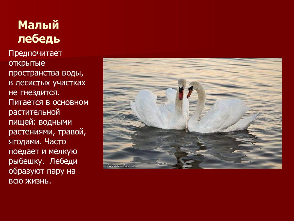 Лебедь какой прилагательные. Красная книга Волгоградской области малый лебедь. Лебедь занесен в красную книгу. Малый лебедь красная книга. Малый лебедь описание.