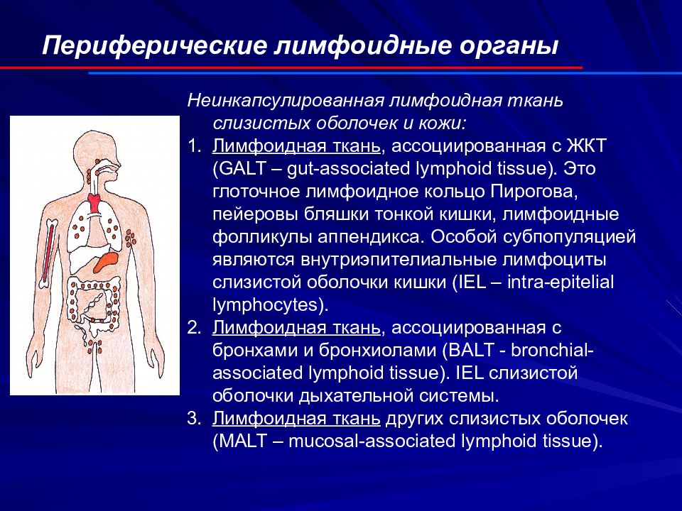 Иммунная система животных презентация