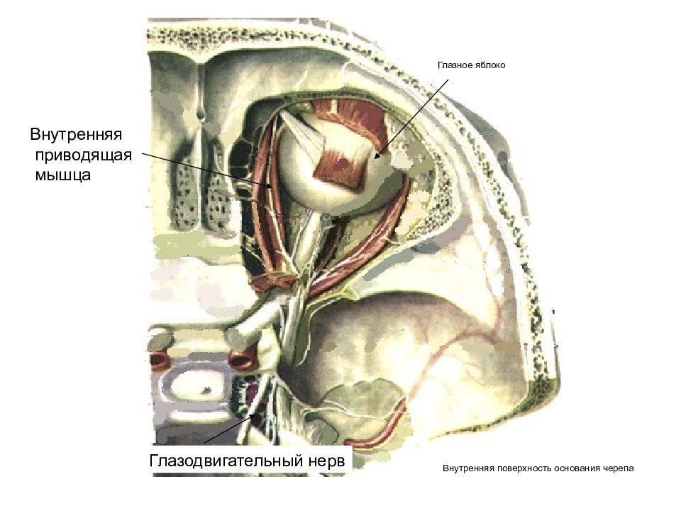 Презентация глазодвигательный нерв
