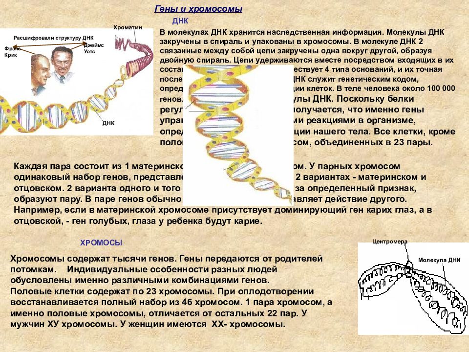 Молекулы днк находится в хромосомах. ДНК человека хромосомы. Ген хромосома ДНК. Хромосома состоит из генов. Из чего состоит ДНК человека.