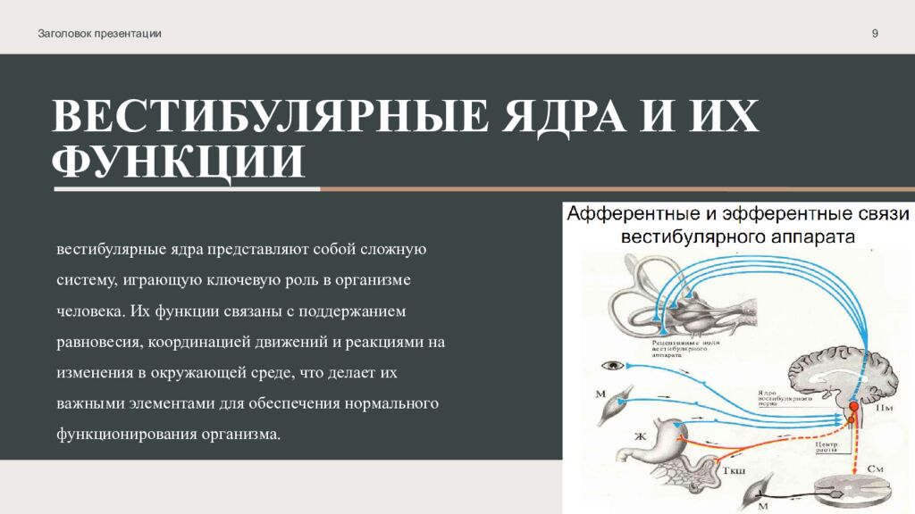 Вестибулярные ядра и их функции