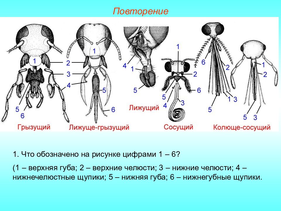 Ротовые органы насекомых. Типы ротовых аппаратов членистоногих. Колюще-сосущий ротовой аппарат насекомых строение. Типы ротовых аппаратов насекомых таблица. Строение колюще-сосущего ротового аппарата.