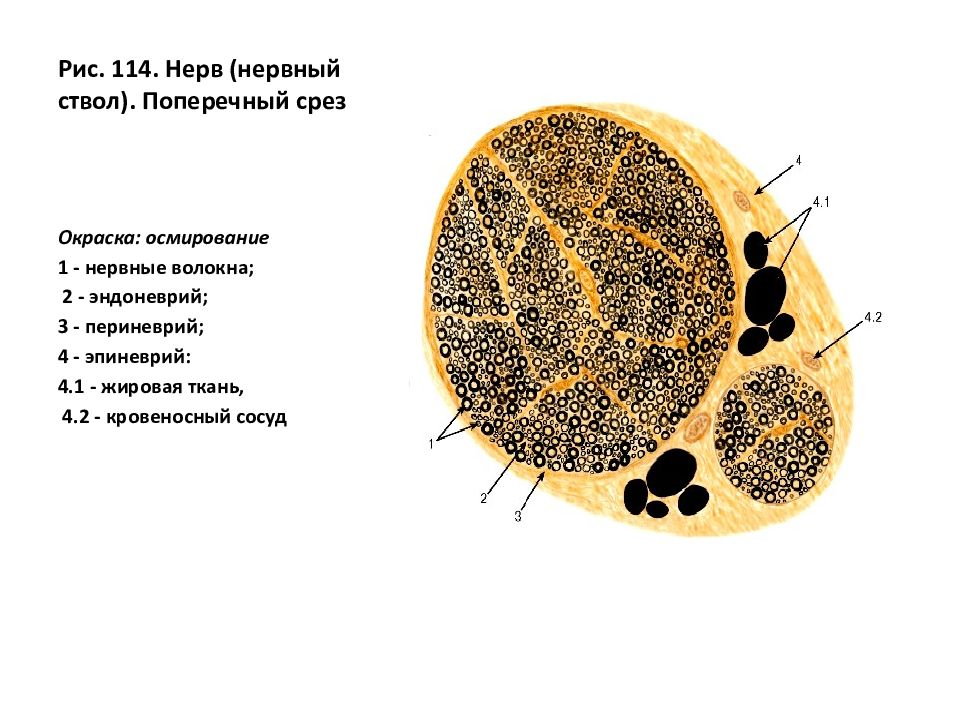 Нервный ствол. Поперечный срез периферического нерва препарат. Поперечный срез периферического нерва гистология. Поперечный срез нерва препарат. Поперечный срез нерва гистология препарат.