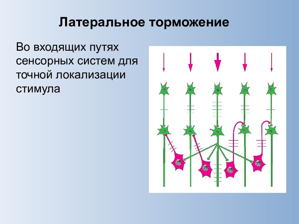 Латеральное торможение схема